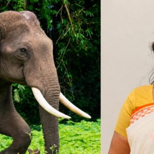 Wild elephant attack scene in Wayanad after a woman was killed while trying to escape from an elephant near Meppadi.