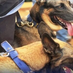 Kerala Police cadaver dogs Maya and Murphy assisting rescue teams during the Kalladi landslide search operation in Wayanad.