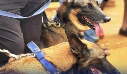 Kerala Police cadaver dogs Maya and Murphy assisting rescue teams during the Kalladi landslide search operation in Wayanad.