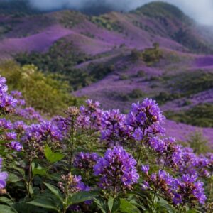 Neelakurinji flowers blooming in the Nilgiris as the Forest Department restricts public entry to protected areas.