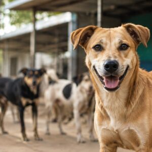 Wayanad ABC Centre for stray dog control