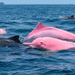 Pink dolphins reportedly spotted near Khantab Beach in Oman