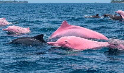 Pink dolphins reportedly spotted near Khantab Beach in Oman